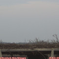 17_15-mast.jpg