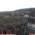 17_15-nest.jpg