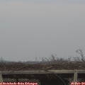 17_20-mast.jpg