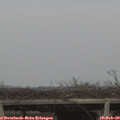 17_25-mast.jpg