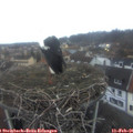07_45-nest.jpg