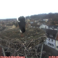 07_50-nest.jpg