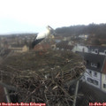 08_05-nest.jpg