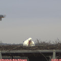 08_45-mast.jpg