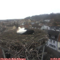 08_45-nest.jpg