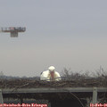 08_50-mast.jpg