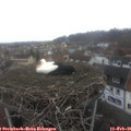 08_50-nest.jpg