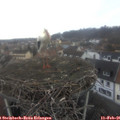 09_00-nest.jpg