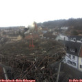 09_15-nest.jpg