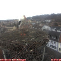 09_20-nest.jpg