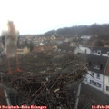 09_55-nest.jpg