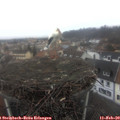 10_50-nest.jpg
