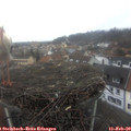11_20-nest.jpg
