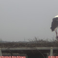 11_50-mast.jpg