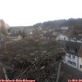 11_50-nest.jpg