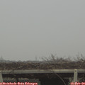 12_20-mast.jpg