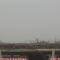 12_25-mast.jpg