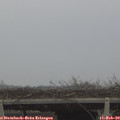 12_40-mast.jpg