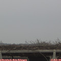 12_45-mast.jpg
