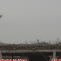 12_55-mast.jpg