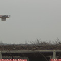13_00-mast.jpg