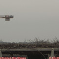 13_10-mast.jpg