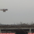 13_15-mast.jpg
