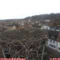 13_20-nest.jpg