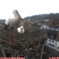 13_40-nest.jpg