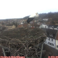 14_00-nest.jpg