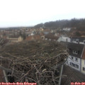 15_20-nest.jpg