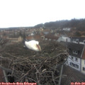 16_20-nest.jpg