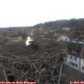 16_30-nest.jpg