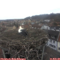 16_40-nest.jpg