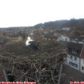 16_50-nest.jpg