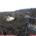 17_00-nest.jpg