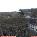 17_15-nest.jpg