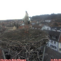 17_20-nest.jpg