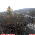 07_50-nest.jpg