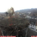 07_55-nest.jpg