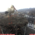 08_00-nest.jpg