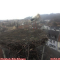 08_05-nest.jpg