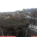 08_10-nest.jpg