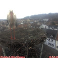 08_20-nest.jpg