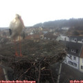 08_30-nest.jpg