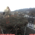 08_45-nest.jpg