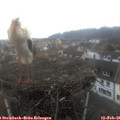 08_50-nest.jpg