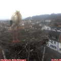 09_00-nest.jpg