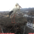 09_10-nest.jpg