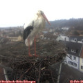 09_15-nest.jpg